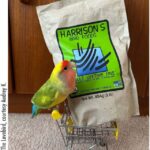 Healthy Bird Food