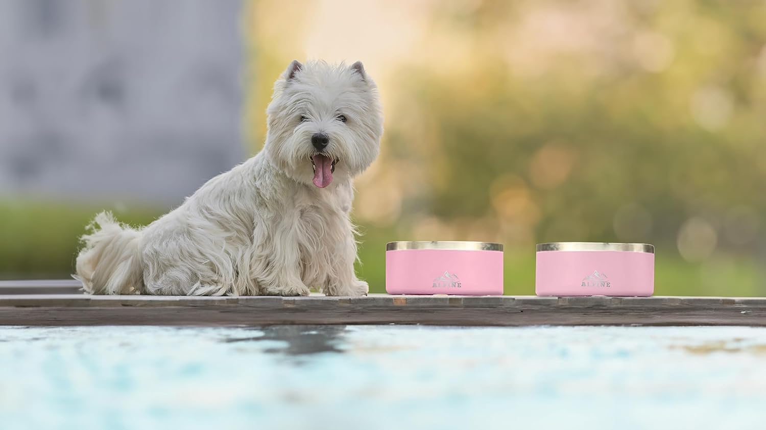 best bowls for dogs