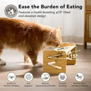 Healthy cat feeding habits