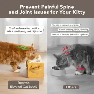 Cat health tips