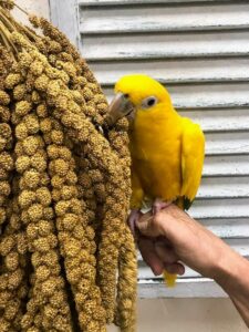 Read more about the article Nemeth Farms Spray-Dried Millet: The Ultimate Treat For Your Bird’s Health And Happiness