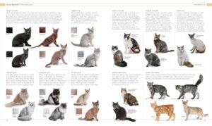 Cat breeds guide