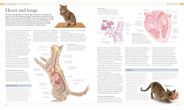 Feline anatomy