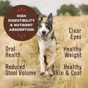 Healthy Dog Nutrition