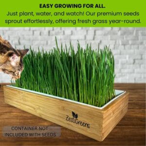 Organic Grass Seeds for Cats